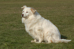 hundefotos hundefotos_mischling