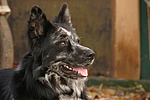 hundefotos hundefotos_mischling