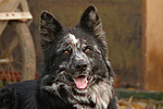 hundefotos hundefotos_mischling