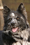 hundefotos hundefotos_mischling
