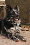 hundefotos hundefotos_mischling