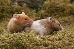 kleintierfotos hamster_-_goldhamster