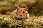 kleintierfotos hamster_-_goldhamster