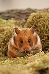 kleintierfotos hamster_-_goldhamster