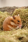 kleintierfotos hamster_-_goldhamster