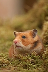 kleintierfotos hamster_-_goldhamster