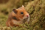 kleintierfotos hamster_-_goldhamster