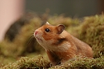 kleintierfotos hamster_-_goldhamster