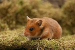 kleintierfotos hamster_-_goldhamster