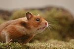 kleintierfotos hamster_-_goldhamster