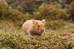 kleintierfotos hamster_-_goldhamster