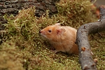 kleintierfotos hamster_-_goldhamster