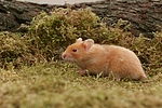 kleintierfotos hamster_-_goldhamster