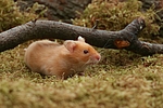 kleintierfotos hamster_-_goldhamster