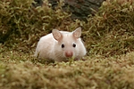 kleintierfotos hamster_-_goldhamster