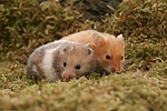 kleintierfotos hamster_-_goldhamster