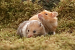 kleintierfotos hamster_-_goldhamster