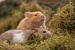 kleintierfotos hamster_-_goldhamster