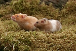 kleintierfotos hamster_-_goldhamster
