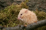 kleintierfotos hamster_-_teddyhamster
