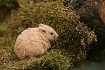 kleintierfotos hamster_-_teddyhamster