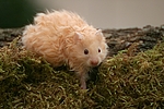 kleintierfotos hamster_-_teddyhamster