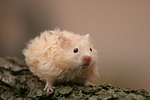 kleintierfotos hamster_-_teddyhamster
