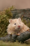 kleintierfotos hamster_-_teddyhamster
