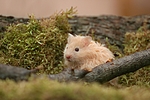 kleintierfotos hamster_-_teddyhamster