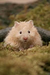 kleintierfotos hamster_-_teddyhamster