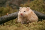 kleintierfotos hamster_-_teddyhamster