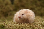 kleintierfotos hamster_-_teddyhamster