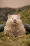 kleintierfotos hamster_-_teddyhamster