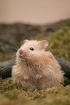 kleintierfotos hamster_-_teddyhamster