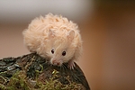 kleintierfotos hamster_-_teddyhamster