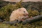 kleintierfotos hamster_-_teddyhamster