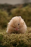 kleintierfotos hamster_-_teddyhamster