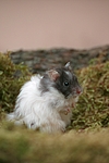 kleintierfotos hamster_-_teddyhamster