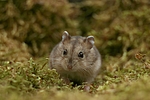 kleintierfotos hamster_-_zwerghamster