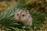 kleintierfotos hamster_-_zwerghamster