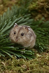 kleintierfotos hamster_-_zwerghamster