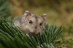 kleintierfotos hamster_-_zwerghamster