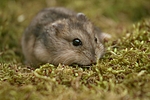 kleintierfotos hamster_-_zwerghamster