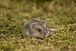 kleintierfotos hamster_-_zwerghamster