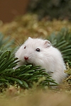 kleintierfotos hamster_-_zwerghamster
