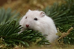 kleintierfotos hamster_-_zwerghamster
