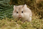 kleintierfotos hamster_-_zwerghamster