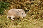 kleintierfotos hamster_-_zwerghamster