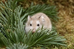 kleintierfotos hamster_-_zwerghamster