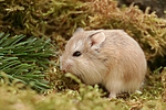 kleintierfotos hamster_-_zwerghamster